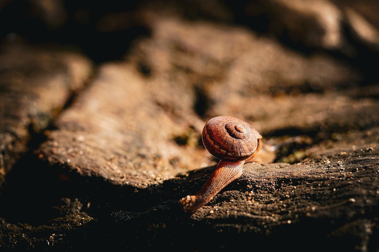 bullfrog-9728505_1280