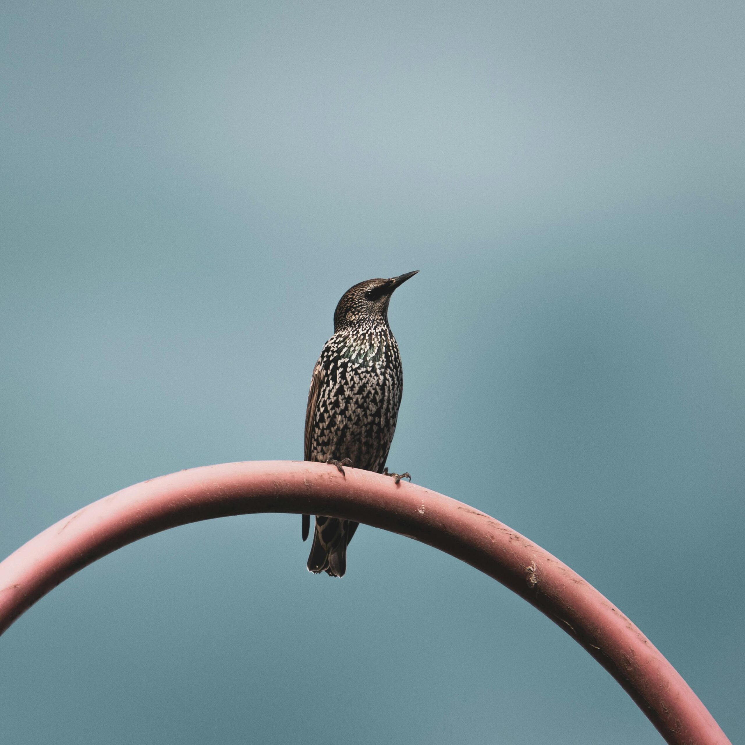 pexels-vidoni-vincent-470460780-15736144